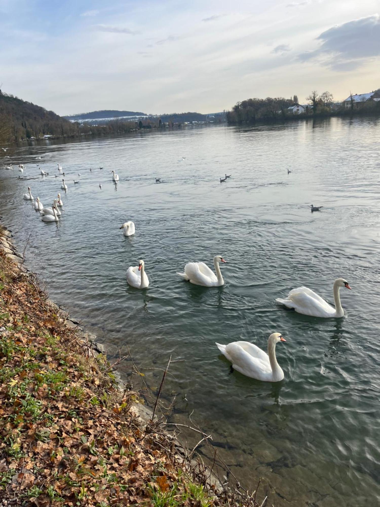 Waldshut -Kaiser55 Zewnętrze zdjęcie